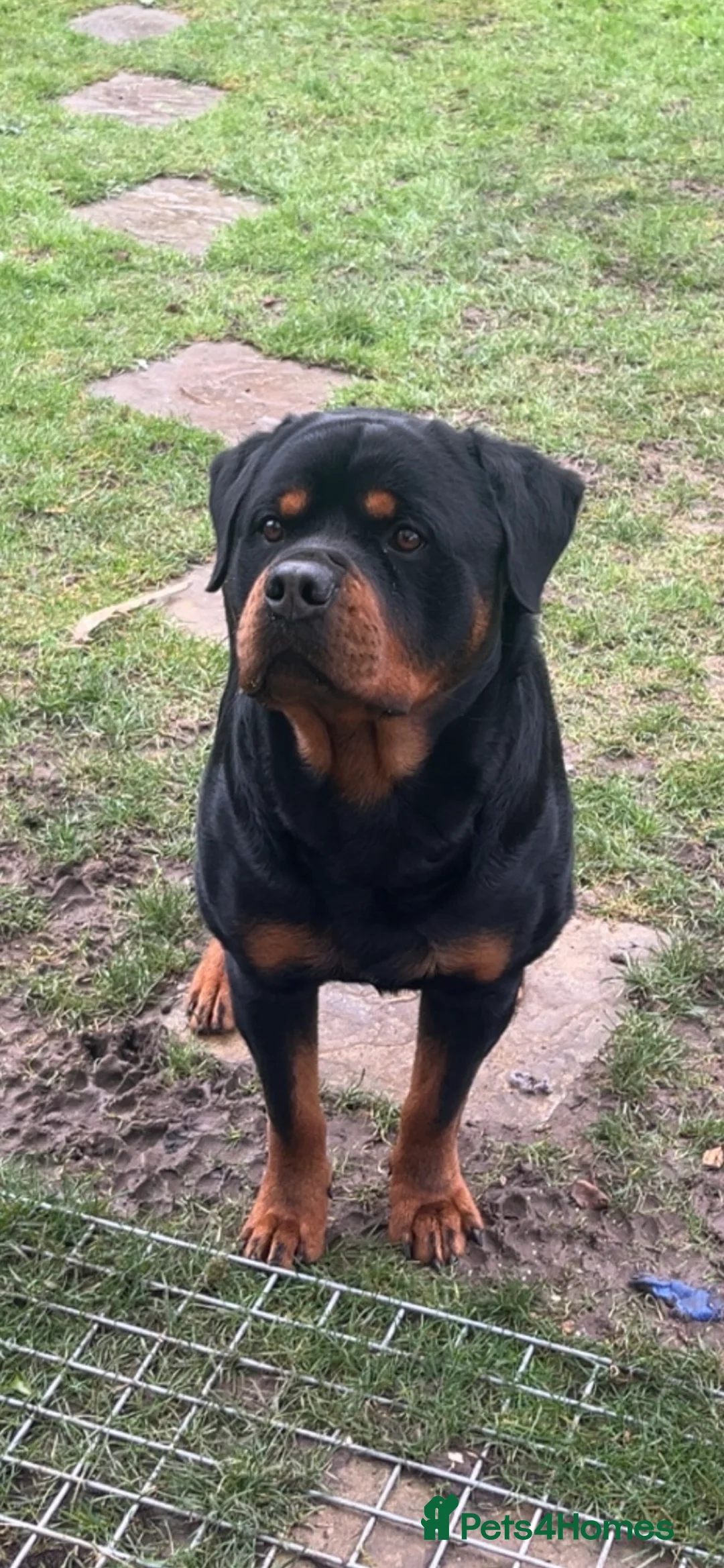 Rottweiler dogs for stud: Rottweiler Stud  in Dunstable - Advert 1
