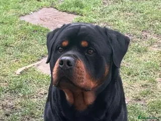 Rottweiler dogs Rottweiler Stud in Dunstable - Advert 5