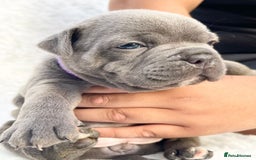 Staffordshire Bull Terrier dogs for sale: SIMPLY STUNNING COI 5.8% - Image 6
