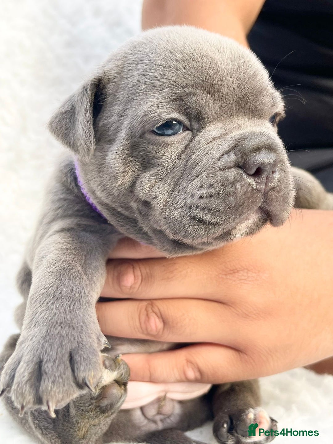 Staffordshire Bull Terrier dogs for sale: SIMPLY STUNNING COI 5.8% - Image 6