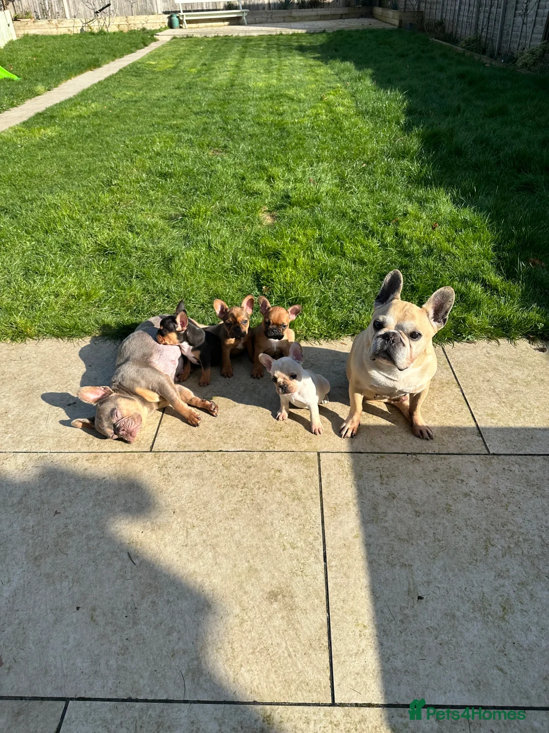 French Bulldog dogs for sale: Ghost - Cream French bulldog male puppy!  in Hatfield - Advert 17