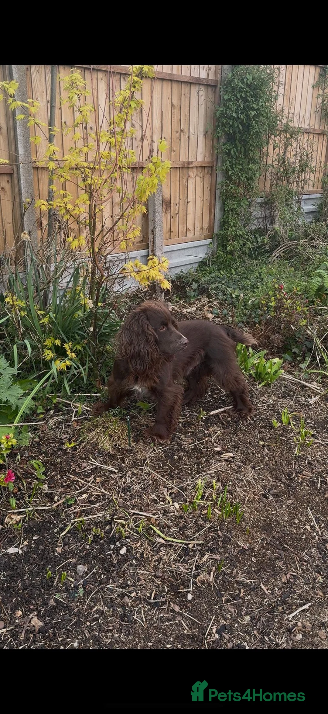 Cocker Spaniel dogs for sale: 🐾 5 Gen - KC Working Cocker Spaniel Puppies   - Advert 21