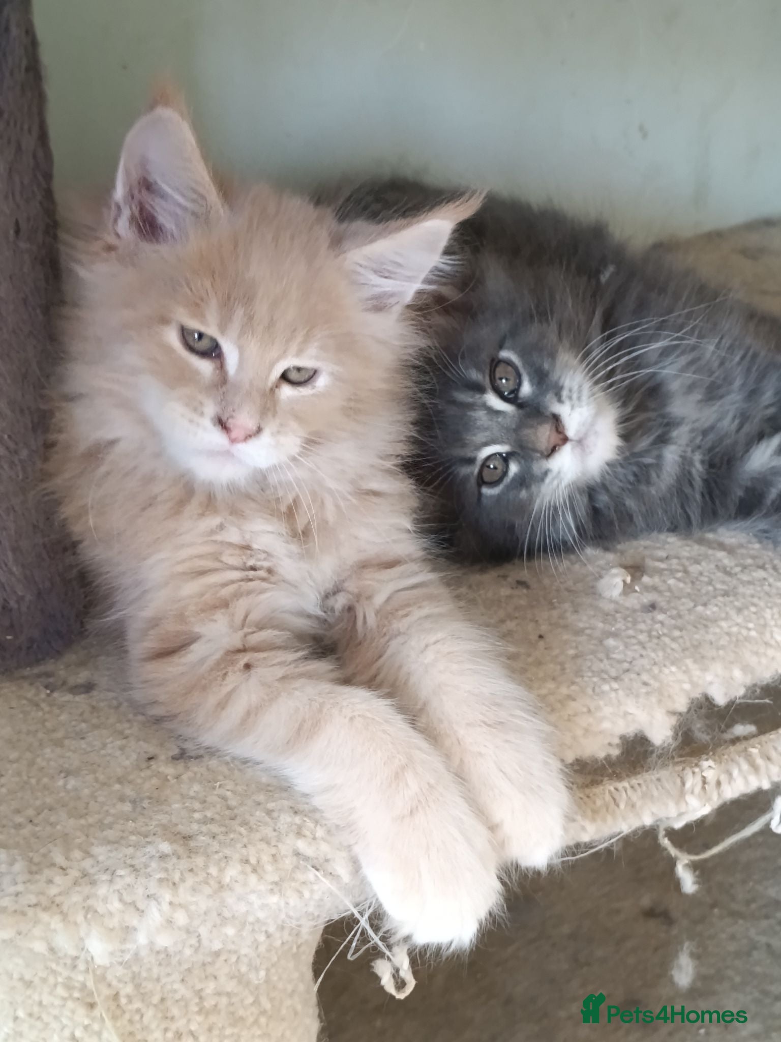 Maine Coon cats Stunning health tested, tica reg kittens 😍 - Advert 2