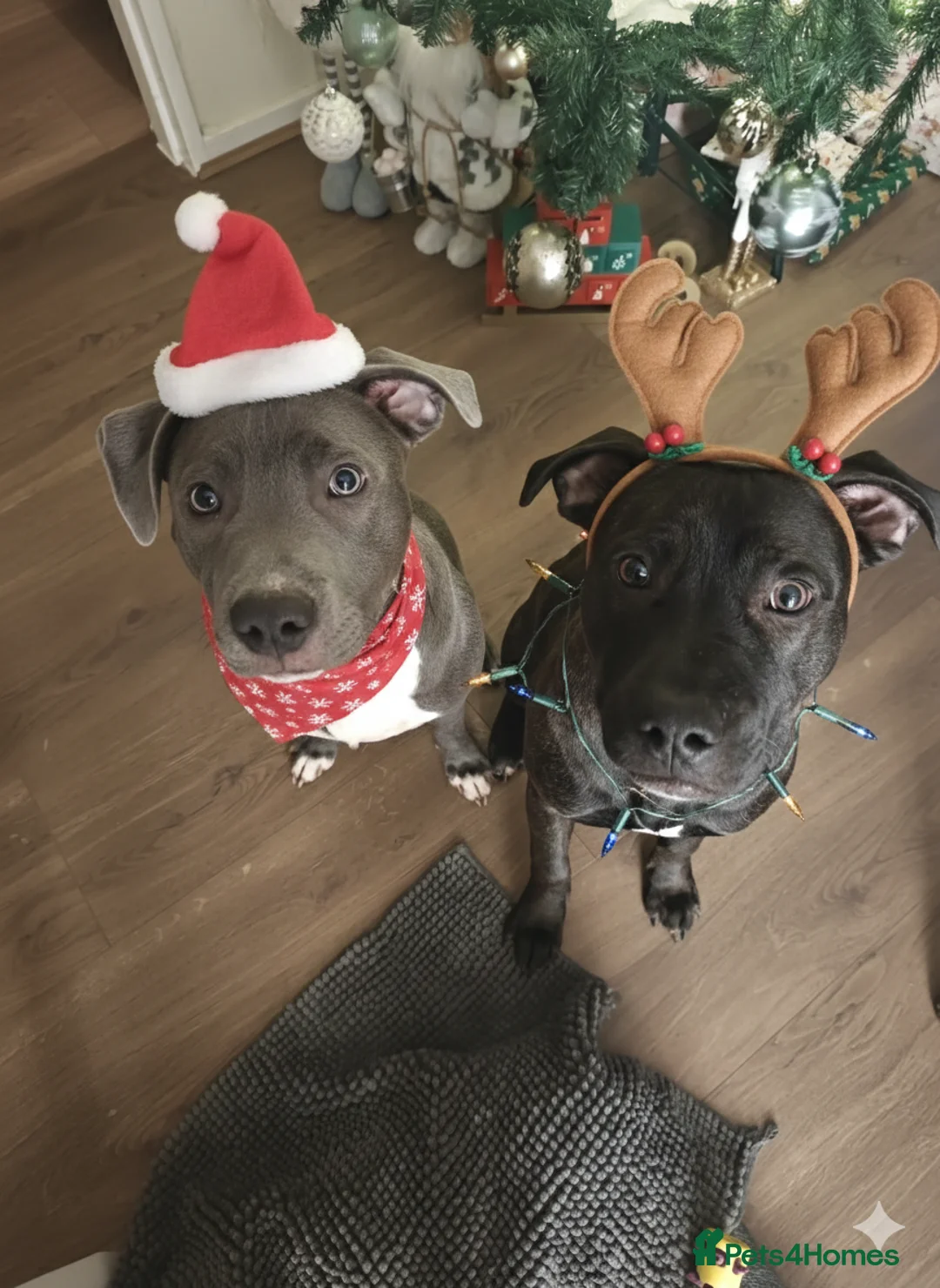 Mixed Breed dogs for sale: 2 Boy Staffys - Advert 5