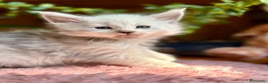 Maine Coon 4