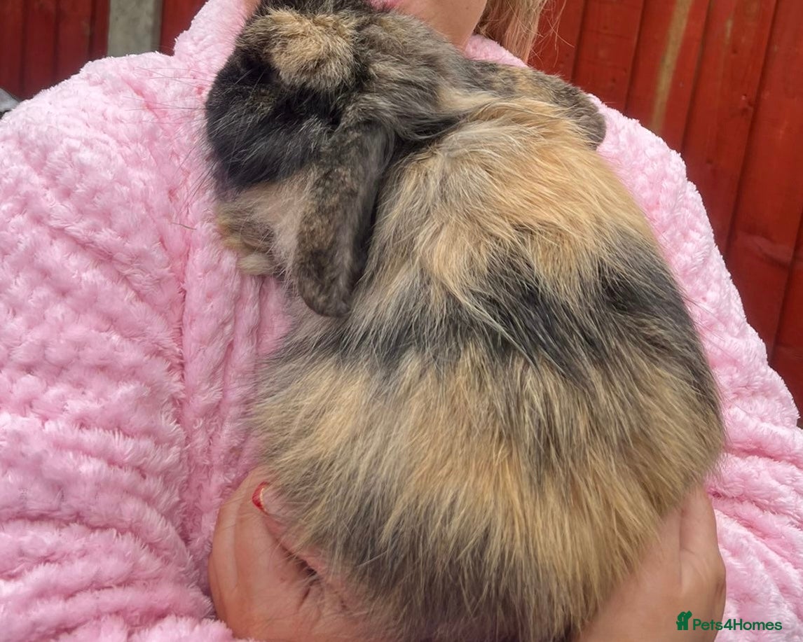 Mini Lop rabbits Cashmere mini lop with full set up - Very friendly - Advert 8