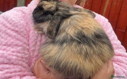 Mini Lop rabbits for sale: Cashmere mini lop with full set up - Very friendly - Image 1