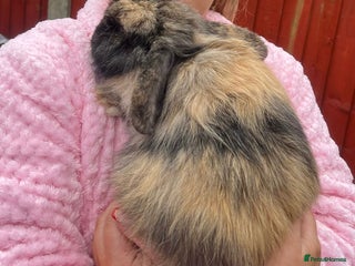 Mini Lop rabbits - Advert 21