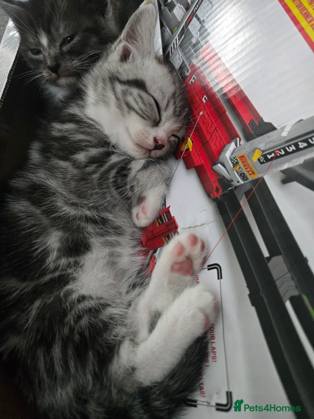 British Shorthair cats for sale: BSH x kittens  - Advert 2