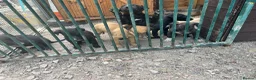 Lurcher dogs for sale: Lurcher puppies  in Manchester - Advert 2