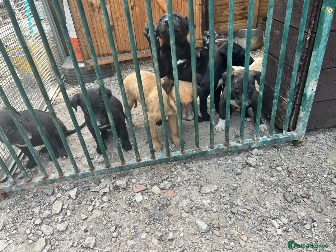 Lurcher dogs for sale: Lurcher puppies  in Manchester - Advert 2
