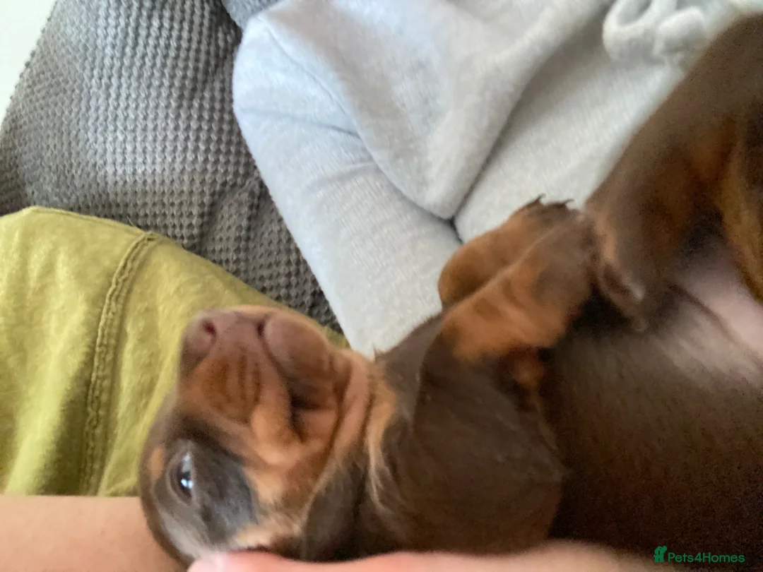 Miniature Dachshund dogs for sale: The Cutest Dachshunds  - Advert 11