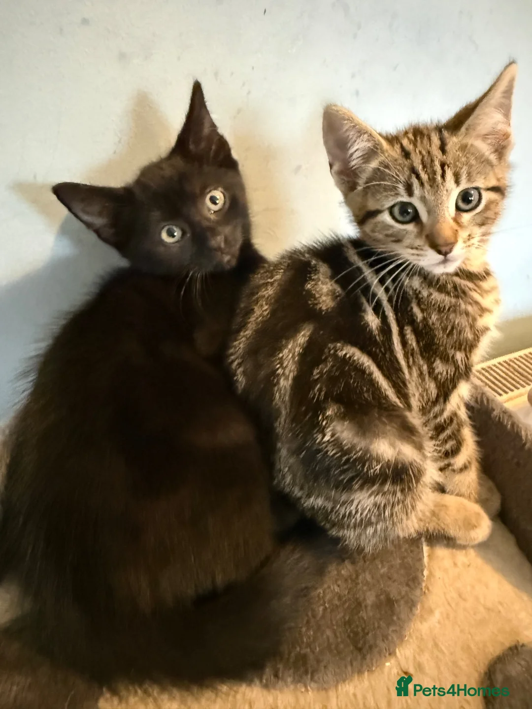Mixed Breed cats for sale: 5 beautiful kittens males  - Advert 9