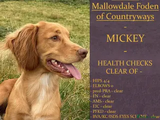 Cocker Spaniel dogs Outstanding OFTW Red Cocker, FULLY HEALTH TESTED in Bristol - Advert 9