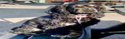 Cockapoo dogs for sale: Wow factor cockapoos - Advert 1