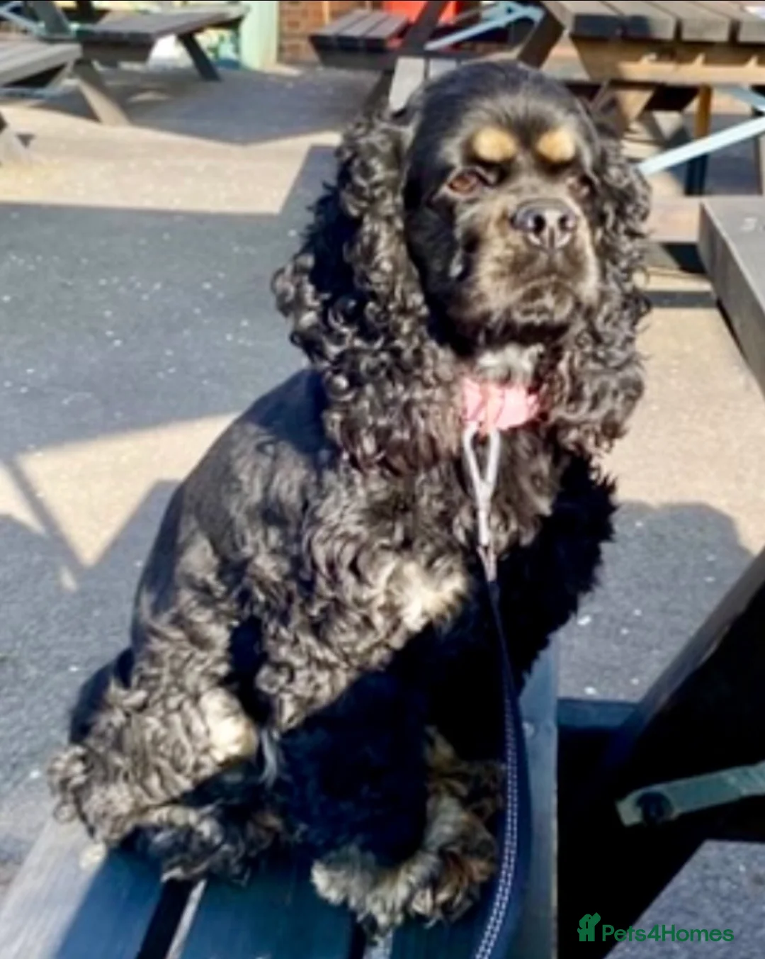 Cockapoo dogs for sale: Wow factor cockapoos - Advert 1