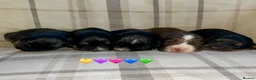 Cocker Spaniel dogs for sale:  KC Reg Beautiful Show Type Cocker Spaniel Litter - Advert 7