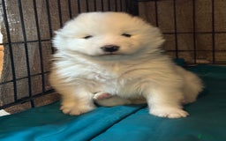 Samoyed dogs for sale: Stunning Samoyed Boy  - Image 10
