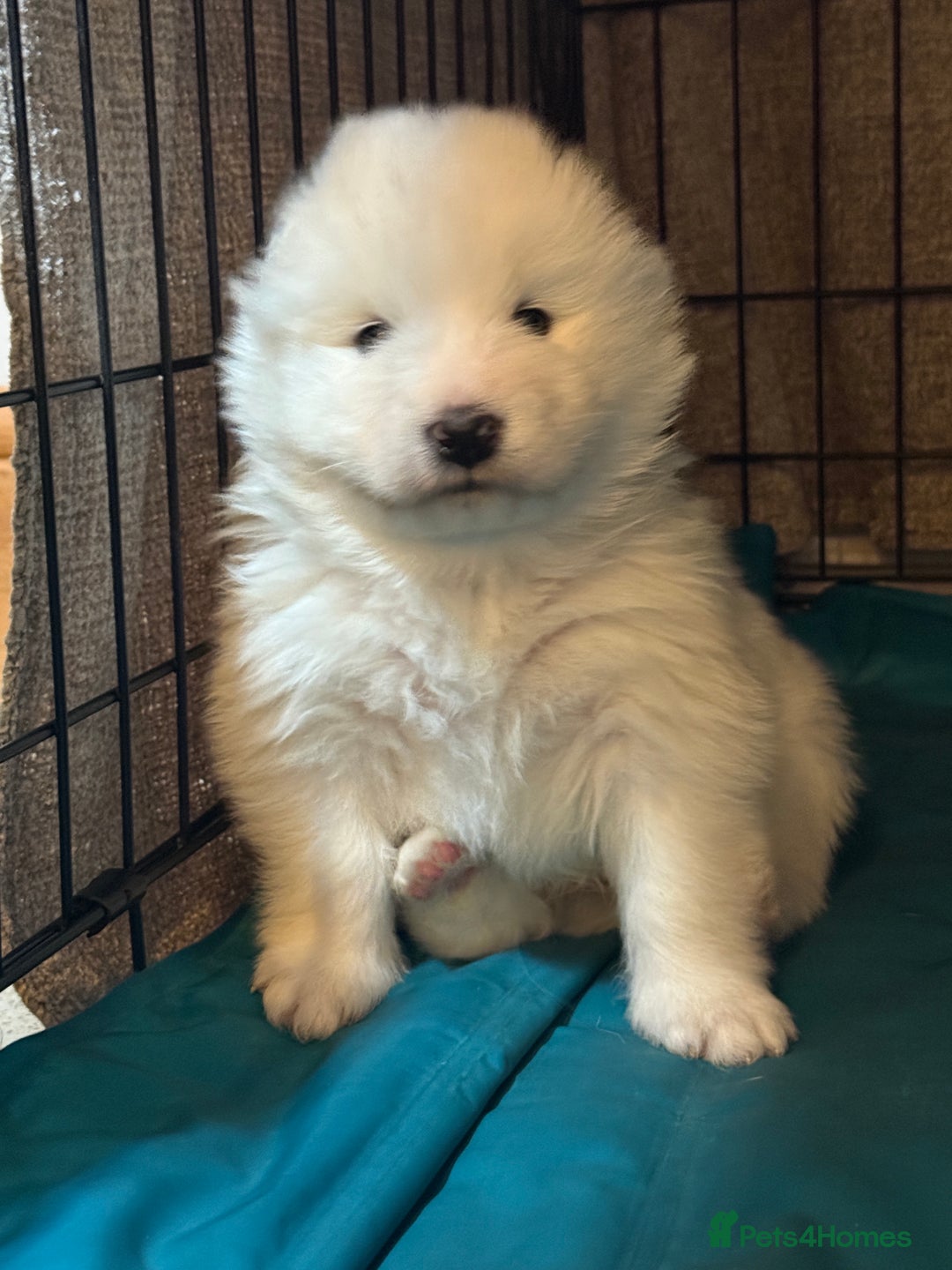 Samoyed dogs for sale: Stunning Samoyed Boy  - Image 10