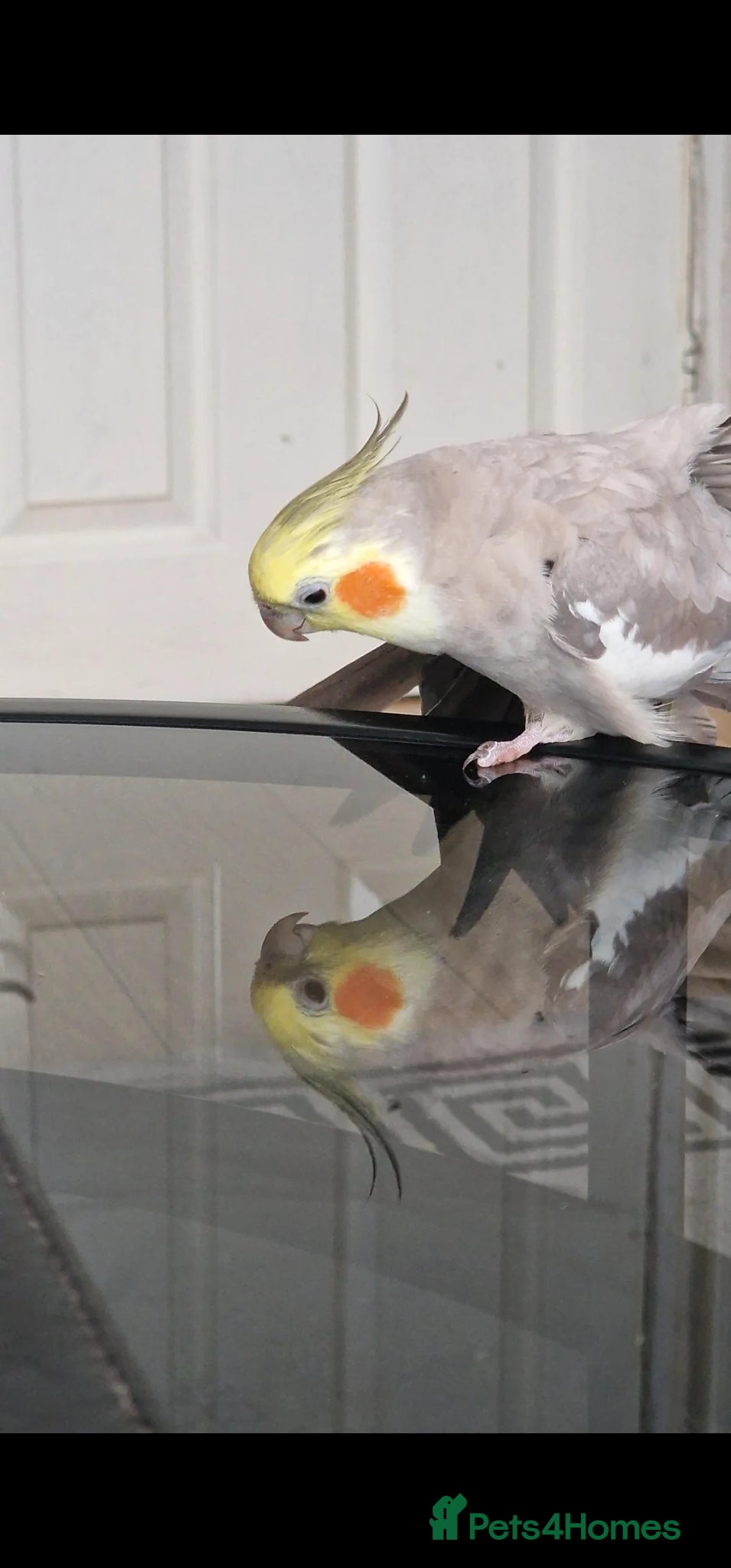 Cockatiels birds Selling my boy Peach with the heaviest of heart 😢 - Advert 1