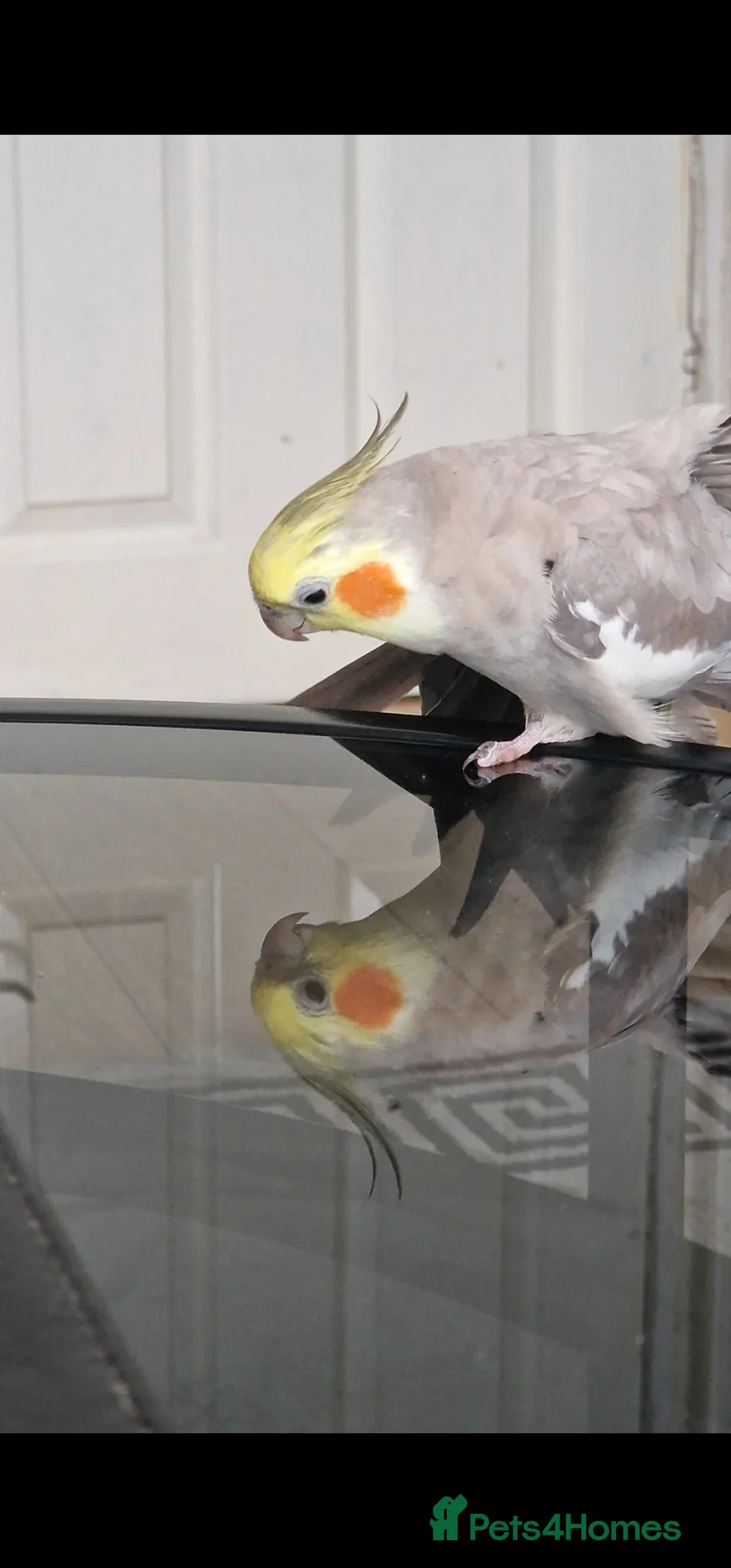Cockatiels birds for sale: Selling my boy Peach with the heaviest of heart 😢 - Advert 1