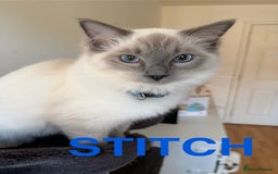 Ragdoll cats for sale: Ragdoll Kittens Looking for Their Forever Homes  - Image 6