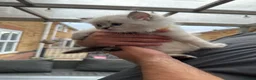 Ragdoll cats for sale: Ragdool x kittens in Scunthorpe - Advert 20