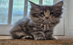 Maine Coon cats for sale: XL Maine Coon kittens - Image 19