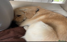 Golden Retriever dogs for sale: 8 month old Puppy looking for a Special Home  - Image 15