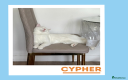 Turkish Angora cats for adoption: Cypher is a wee athlete! - Image 4
