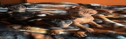 Miniature Pinscher dogs for sale: Beautiful Miniature Pinscher . - Advert 1