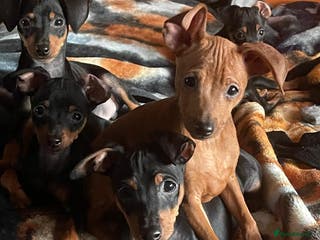 Miniature Pinscher dogs Beautiful Miniature Pinscher . - Advert 15