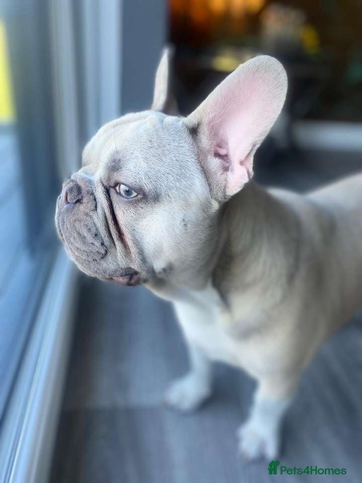 French Bulldog dogs French bulldog (stud) - Advert 1