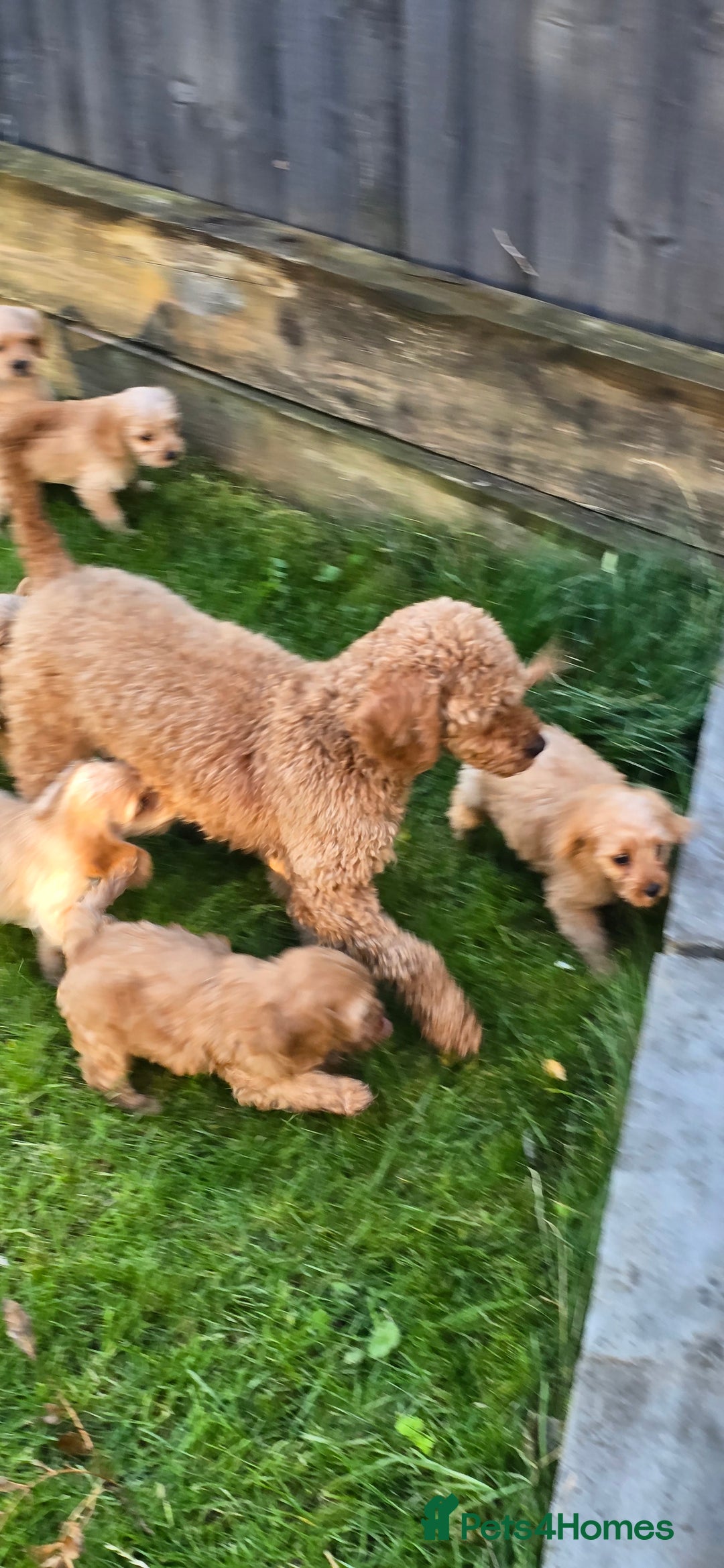 Cavapoochon dogs for sale: Light fox red Cavapoochon puppies - Image 12