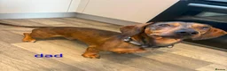 Dachshund dogs for sale: Dachshund pups - Advert 8