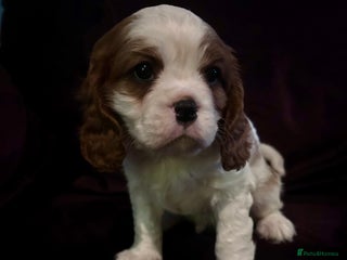 Cavalier King Charles Spaniel dogs Reduced: King Charles, 1 Blenheim Puppy Available - Advert 18