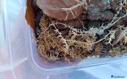Mixed Breed invertebrates for sale: Tropical Grey Woodlice / Isopods - Huge Colonies - Image 8