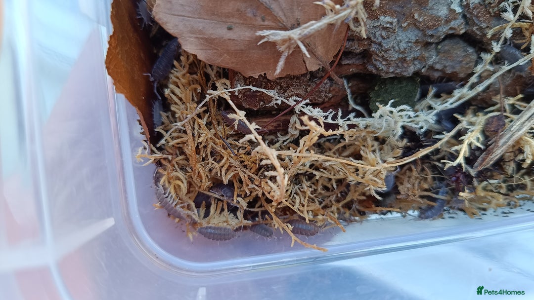 Mixed Breed invertebrates for sale: Tropical Grey Woodlice / Isopods - Huge Colonies - Image 8
