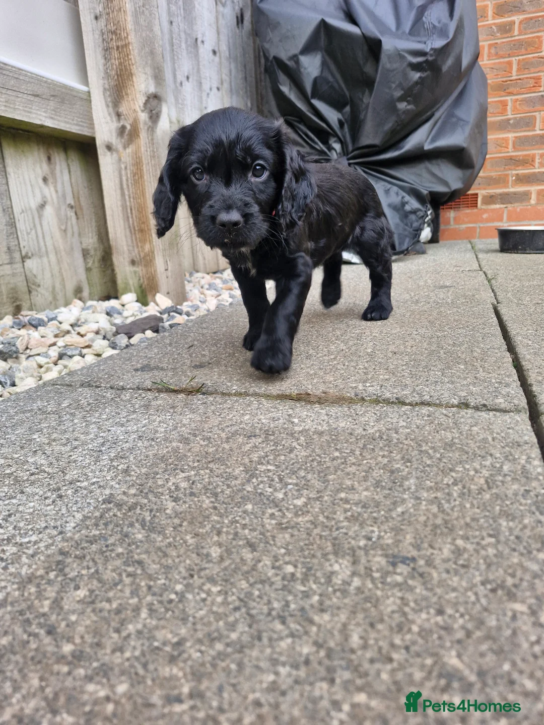 Sproodle dogs for sale: Sproodle f1b puppies - Advert 5