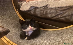 Mixed Breed cats for adoption: Lovely young cat looking for forever home  - Image 5