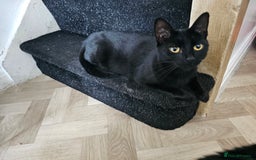 Bombay cats for sale: Black bombay cat female - Image 1
