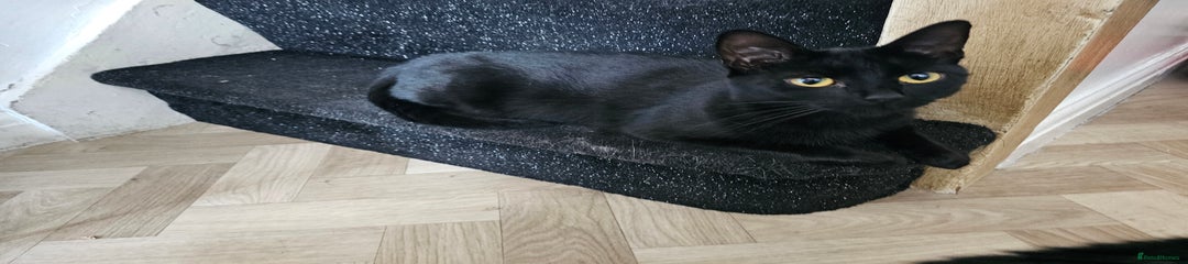 Bombay cat shadow