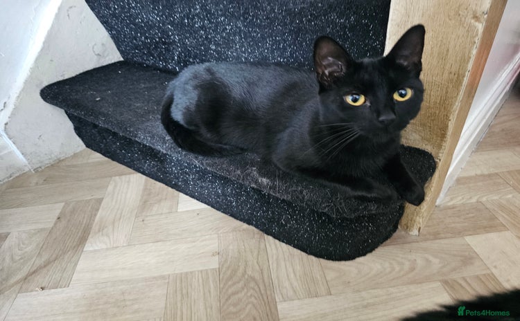 Bombay cats - Advert 2