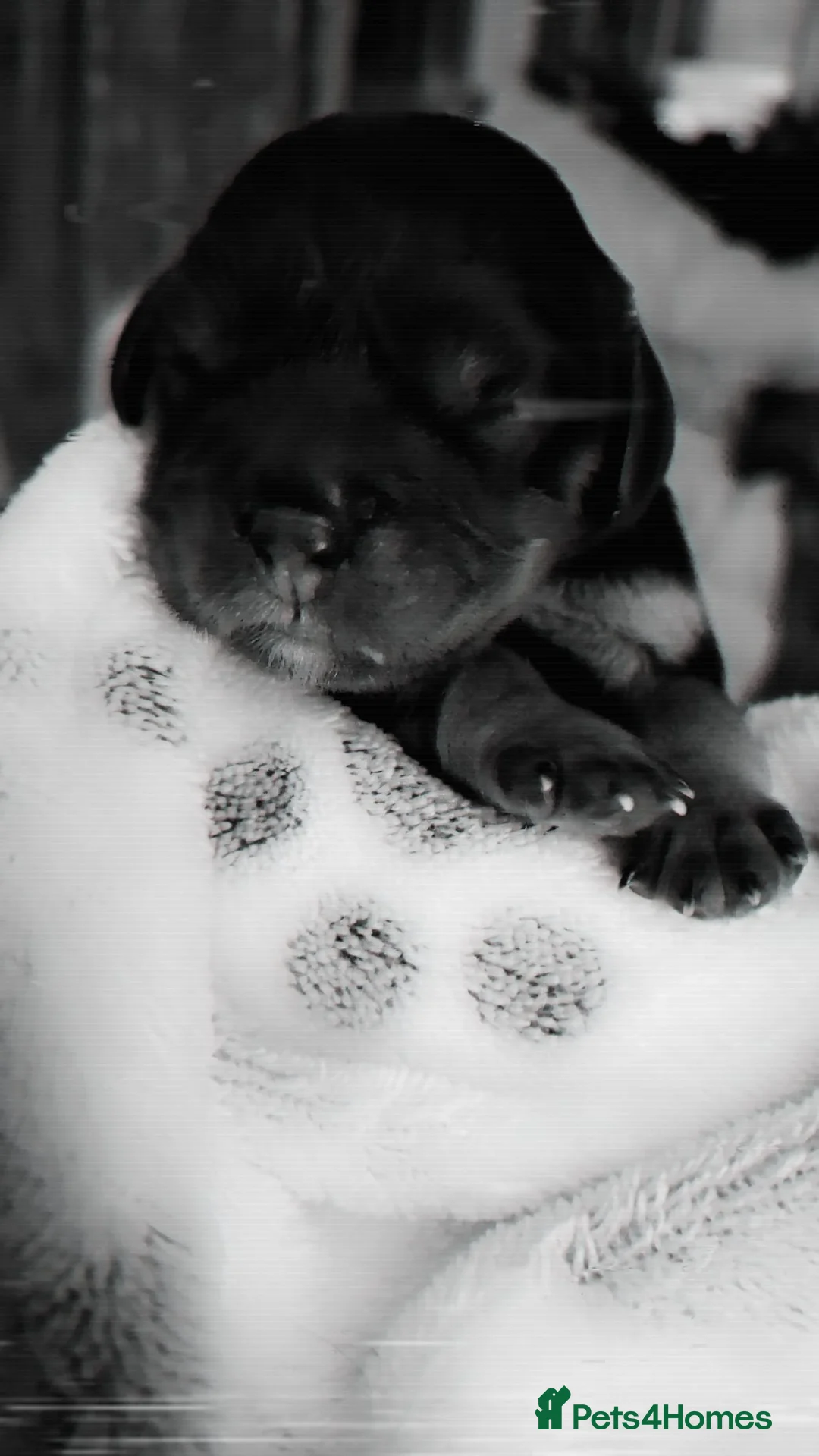 Cavalier King Charles Spaniel dogs for stud: FOR STUD ONLY  - Advert 2