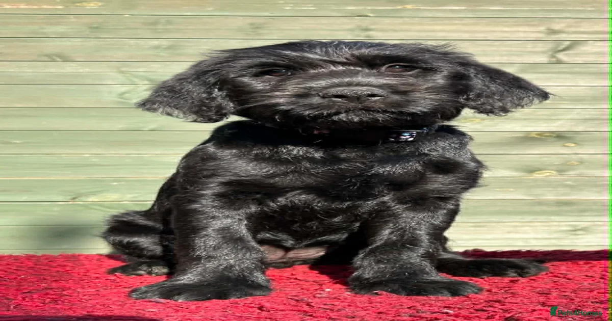 Portuguese Mixed Breed Puppies for sale | Pets4Homes