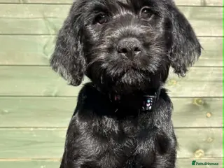 Mixed Breed dogs Labraguese Puppies for sale - Advert 2