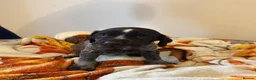 German Wirehaired Pointer dogs for sale: 🐾 Beautiful Wirehaired Pointer Puppies (nonKC) 🐾 - Advert 4