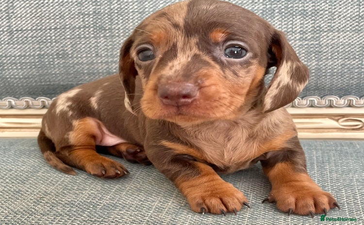 Miniature Dachshund dogs - Advert 1