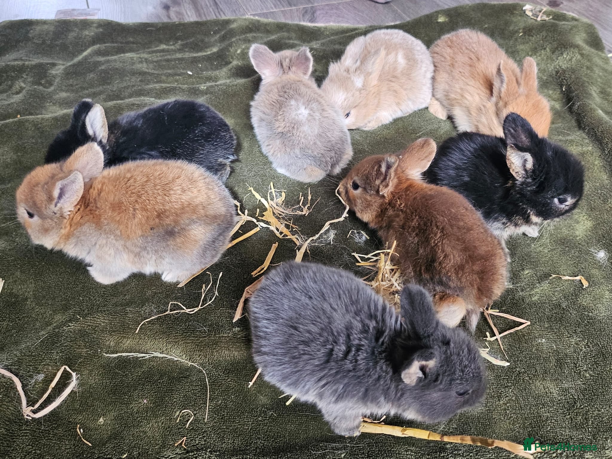 Mixed Breed rabbits  Rabbit Kits – Netherland Dwarf × Holland - Advert 1