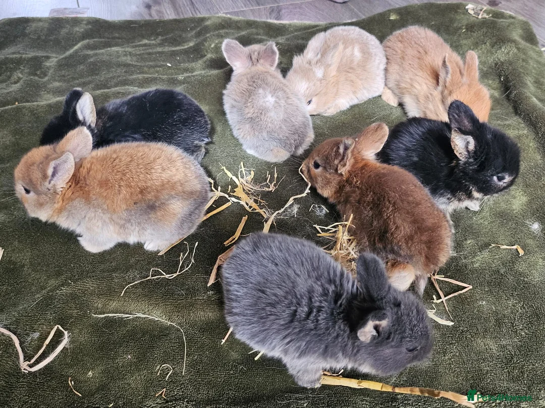 Mixed Breed rabbits for sale:  Rabbit Kits – Netherland Dwarf × Holland in Crawley - Advert 1